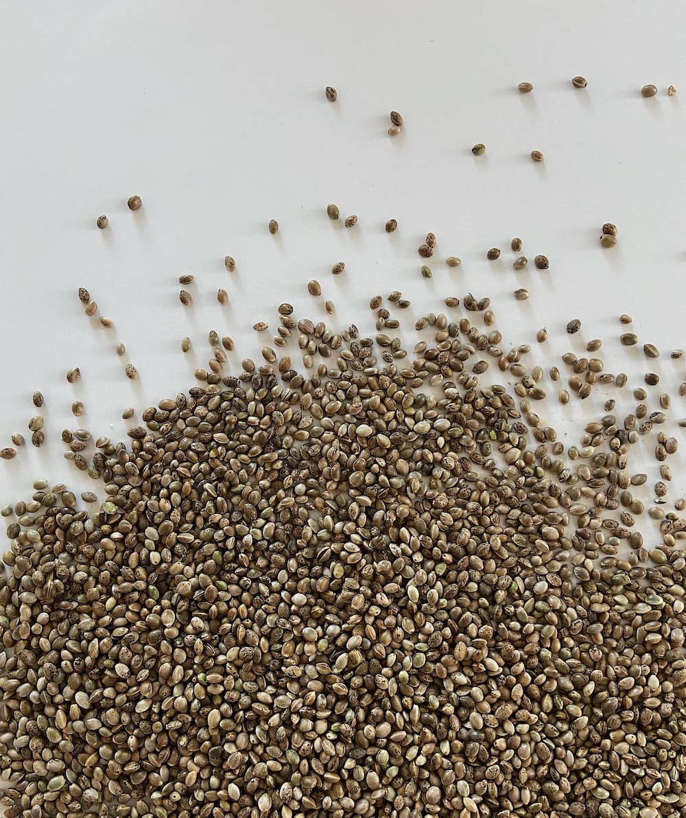 Graines de chanvre : le superaliment polyvalent et nutritif